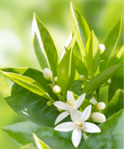 Neroli-puhdistusvoide-vaahto, 200ml - Image 5